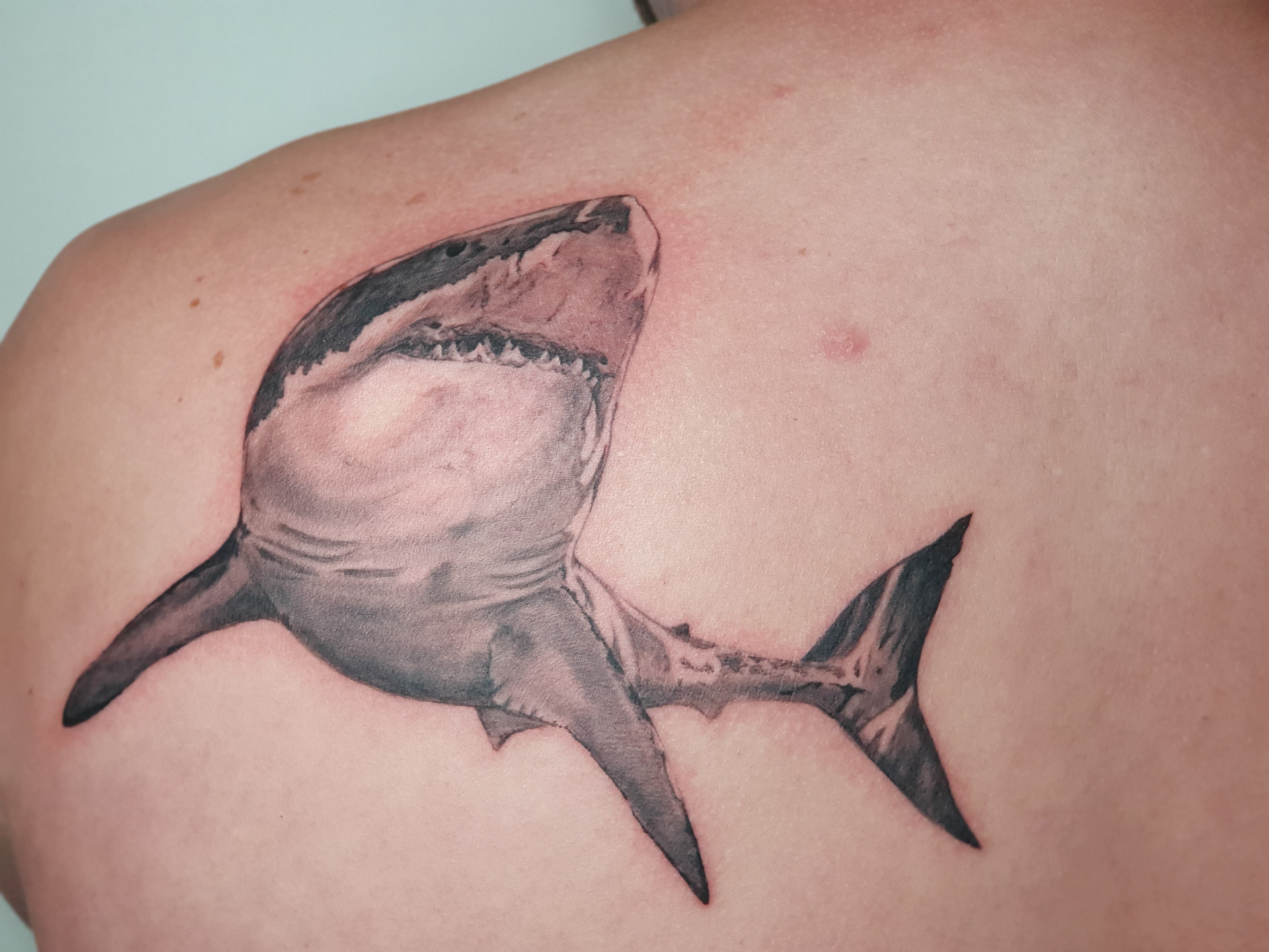 Hai Tattoo am Rücken – Fräulein Hedera, Herrenberg