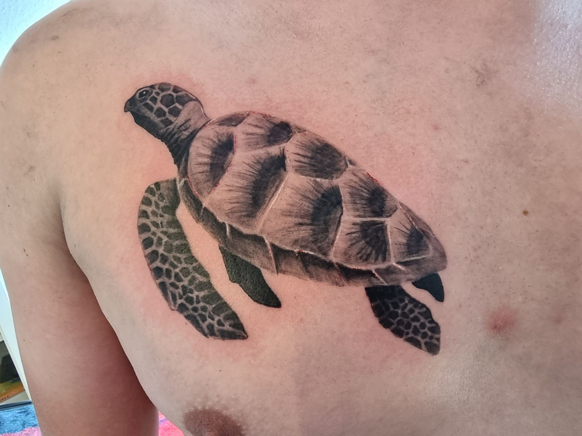 Schildkröte Tattoo an der Brust – Fräulein Hedera, Herrenberg